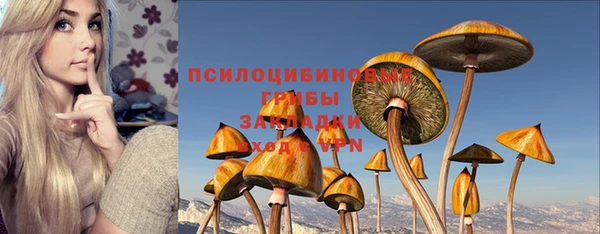 прущие грибы Дмитровск
